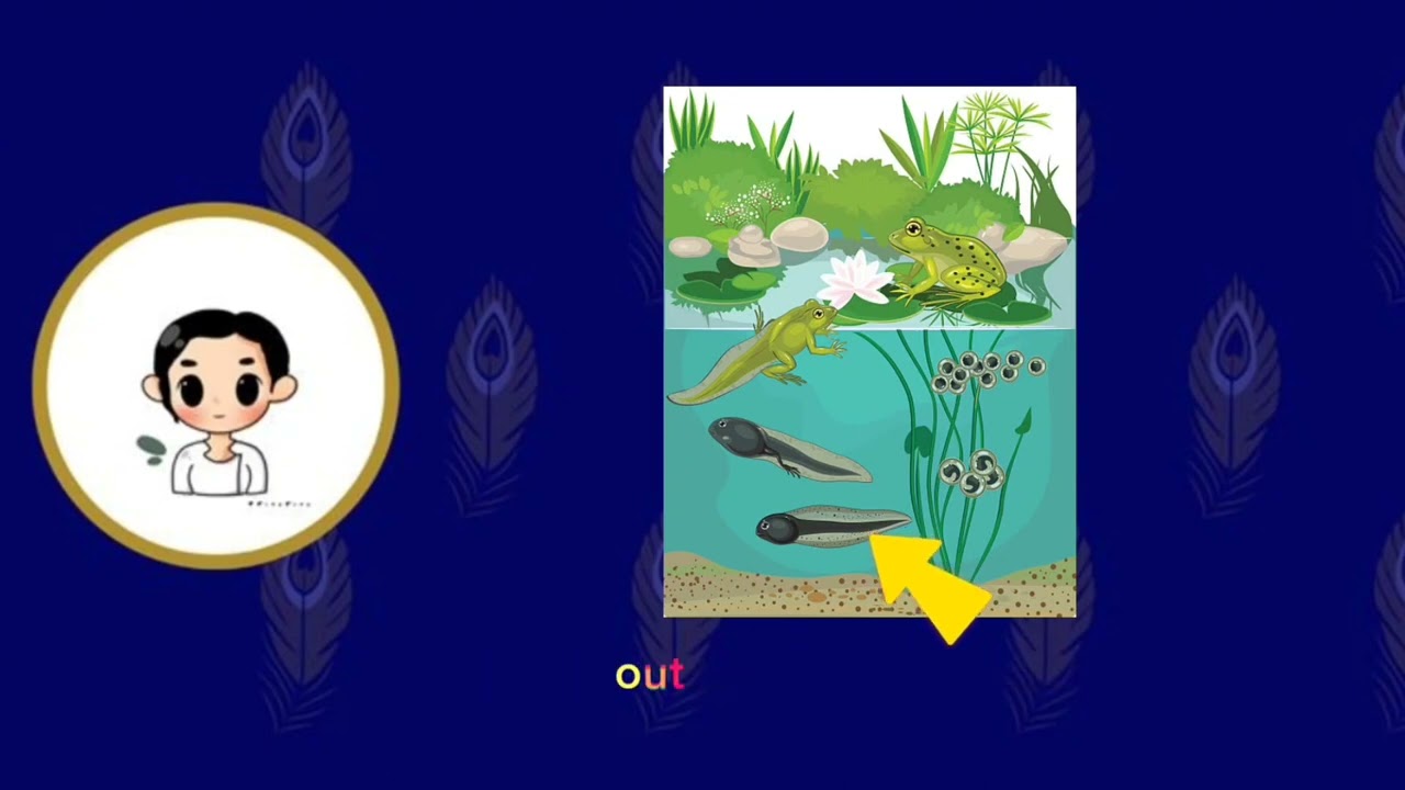 Lesson 21 - Life Cycle of Frog