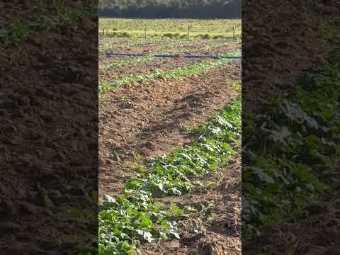 Grande plantação de melancia na cidade de Jatobá Maranhão povoado Axixá
