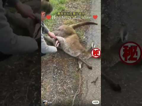 Humanity Still alive /kangaroo rescue #kangaroo #child #road #accidents #animals #shorts #vedio