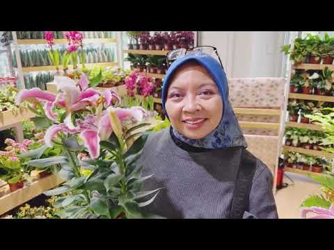 Best place to buy flower plants in kota kinabalu sabah#flowers#gardening#bandarsierra#indonesia