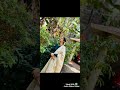Goat Life Omane Song
