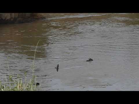 Wildebeest calf taken by crocodile: The Circle Of Life