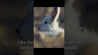 Download lagu The way Arctic hares run — it looks so much like humans. #wildlife #shorts #animals #rabbit #nature mp3