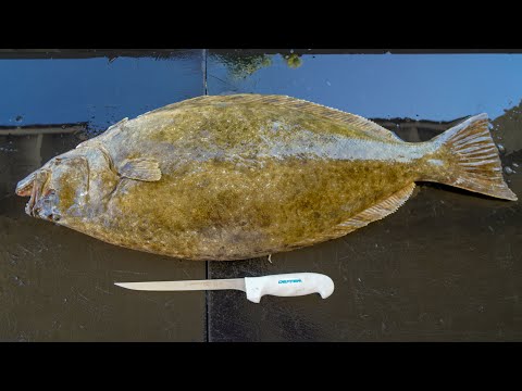 The easiest how to fillet halibut — step by step
