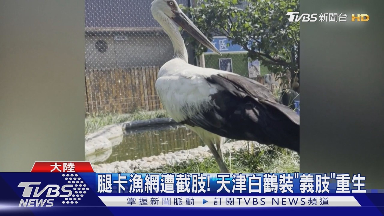 腿卡漁網遭截肢！天津白鸛裝「義肢」　踩新腿踏岩石