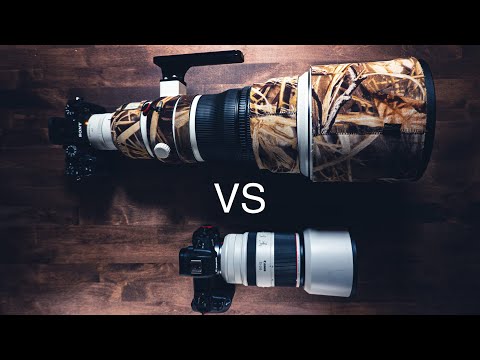 5 Wildlife Photography Hacks for Great Shots on Budget Gear!