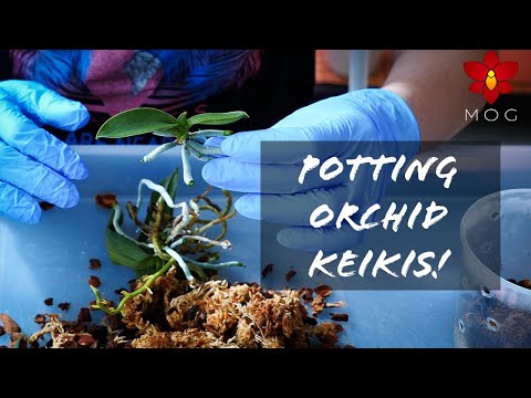 Removing and repotting Phalaenopsis baby plants (keikis) - Orchid Care for Beginners