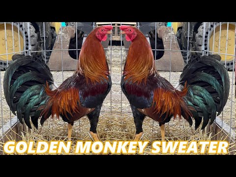 Gene Batia Golden Monkey Sweater - RED NEWARK FARM Beautiful Birds