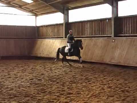 Wengelo's Nelson-Diamant II Wallach * 2005