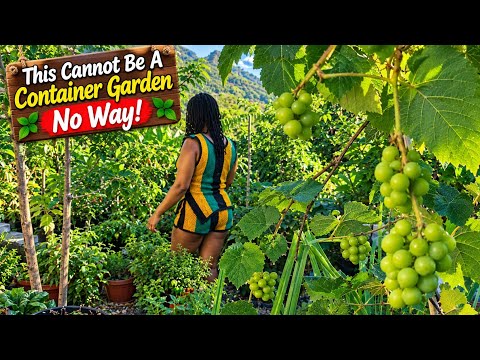 Incredible Organic Harvest: Container Gardening Success!