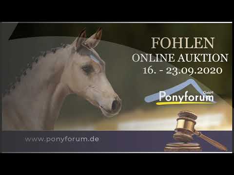 NAPOLEON HF v FS Numero Uno - Nemax