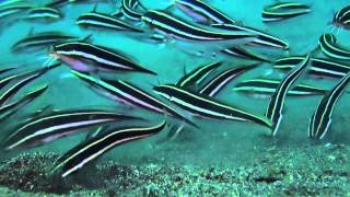 preview picture of video 'Critters of the Lembeh Strait'
