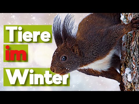 5 heimische Tiere, wie kommen sie gut durch den Winter?