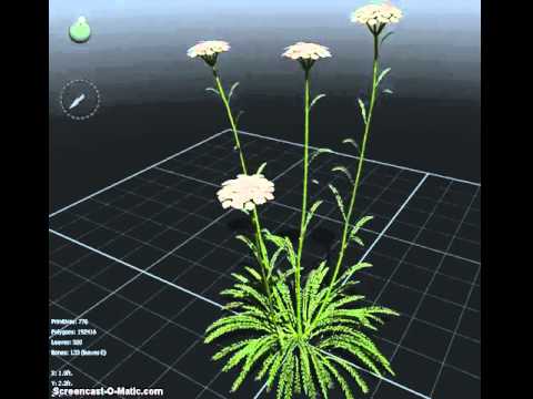 Achillea millefolium