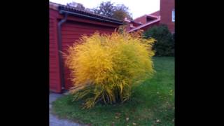 The Gloaming, Alistrum's March. BBC Fleabag