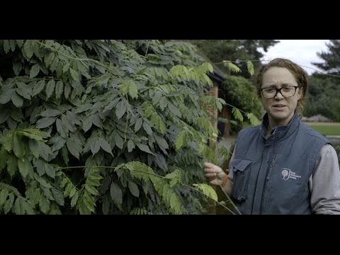 Part of a video titled How to prune a Wisteria in winter and summer | Grow at Home - YouTube