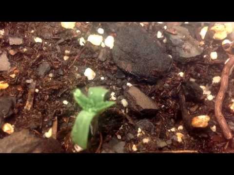 First Time Grow: Update 2/3 sprouted