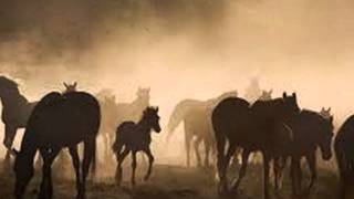 "Birds Requiem" by Dhafer Youssef