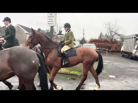 Rising 4yo Middleweight Hunter - Image 2