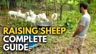 Sheep | My NEW Favorite Homesteading Animal