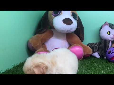 Topdogla- Tyson Maltipoo Male