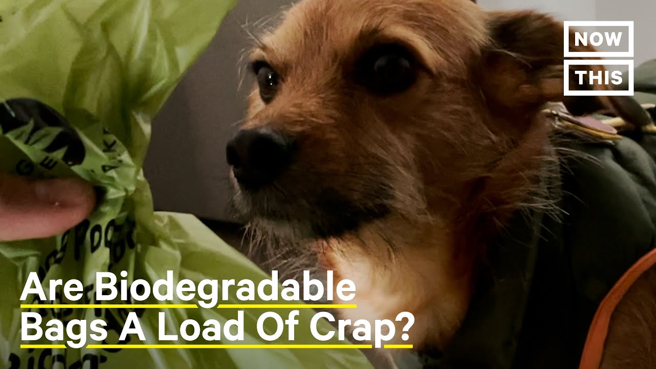 Are Your Dog Poop Bags Really Biodegradable | NowThis Earth