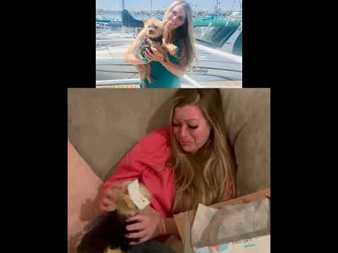 Watch Them Realize The Plushies Are Their Pets | MyPetsies©