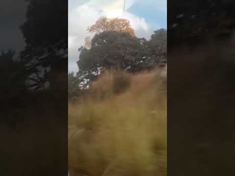 Selva de Barlovento #venezuela #miranda #barlovento