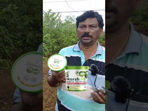 జామలో పండు ఈగ వల్ల చాలా నష్టం జరిగేది ఈ Akarsh ME పేస్ట్ పెట్టినప్పటినుంచి పండు ఈగ అనేది లేదు