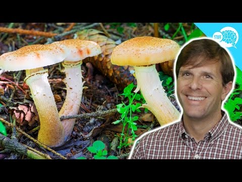 How To Forage For Edible Plants