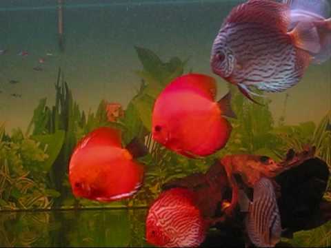 My beautiful discus fish in 600 litre aquarium