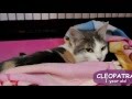 Cleopatra