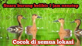 Download lagu SUARA PIKAT BURUNG BELIBIS COCOK UNTUK DI DANAU RAWA TAMBAK #BELIBIS #burungbelibis mp3 Download lagu SUARA PIKAT BURUNG BELIBIS COCOK UNTUK DI DANAU RAWA TAMBAK #BELIBIS #burungbelibis mp3