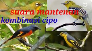 Download lagu suara pikat cipo kombinasi mantenan dan pleci paling ampuh terbukti mp3