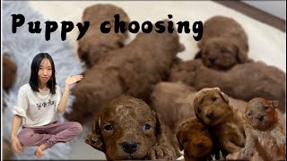 Which ones were not reserved? 3boys left | 🇺🇸家长迫不及待选泰迪宝宝，剩下三只男孩