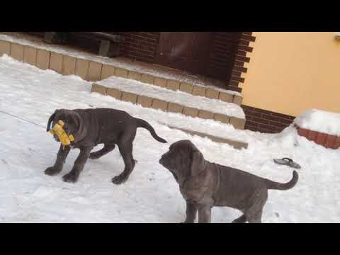 NAIRI & NIVA ex Cubile Lamia - 3 months