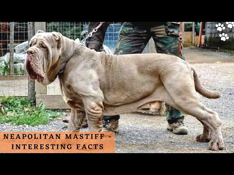Neapolitan Mastiff Interesting facts | Neapolitan Dog Breed Video