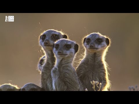 Prima ZOOM - Mimořádné zvířecí smysly - surikaty