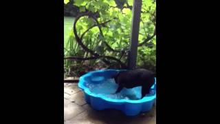 Gypsy the staffy is back Gypsy the staffy is back