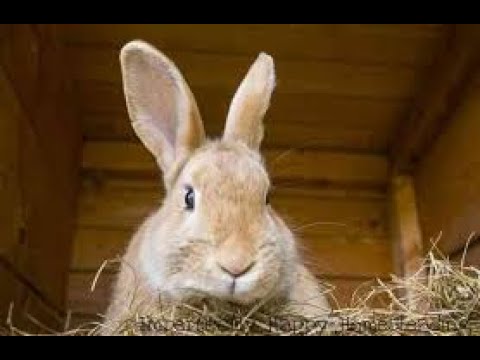 DO RABBITS EAT BREAD