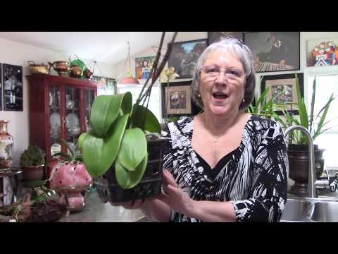 Tips for your orchids, keeping leaves firm and shiny, and healthy in winter