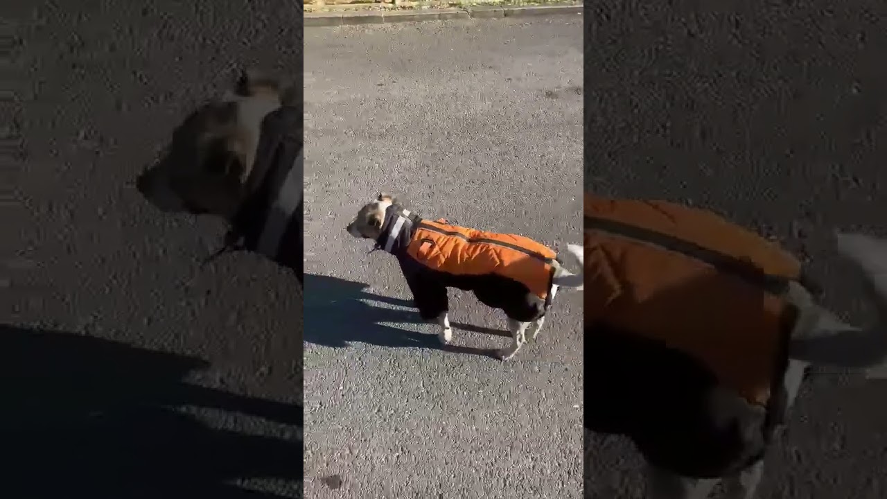 Կոստյումով շունը ԱԺ-ում