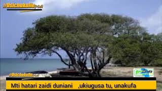 NI HATARI: UJUE MTI UNAOSABABISHA KIFO UKIUKATA AU KUUSHIKA