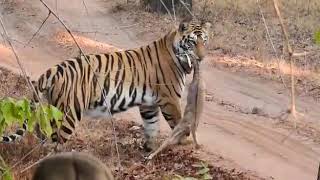 preview picture of video 'Bandhavgarh National Park'