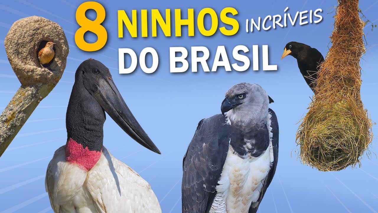 8 NINHOS DE AVES que são INCRÍVEIS! Os ninhos do Brasil mais elaborados!