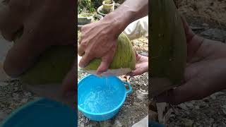 Download lagu bikin rujak kelapa muda #video #trending mp3 Download lagu bikin rujak kelapa muda #video #trending mp3