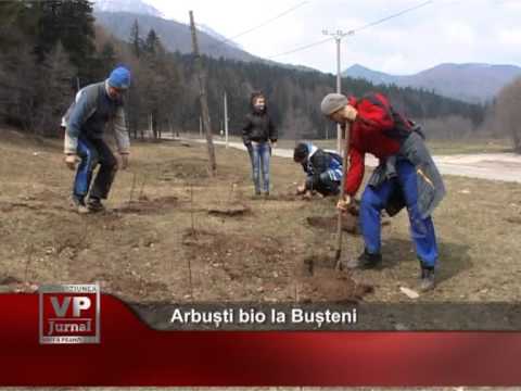 Arbuști bio la Bușteni