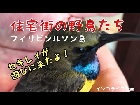 タニグナトゥス・ルシオネンシス