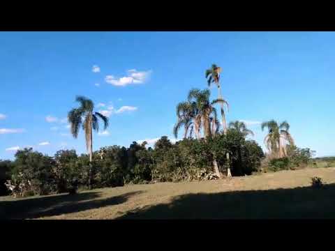 Um CÉU _ AZUL / COQUEIROS som do PÁSSAROS RIO GRANDE DO SUL🐧🐦🕊️🦅