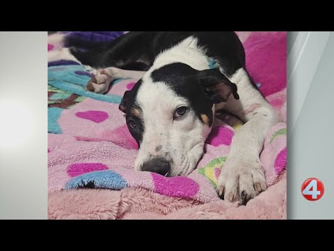 1-year-old Molly is great with other dogs and kids - YouTube